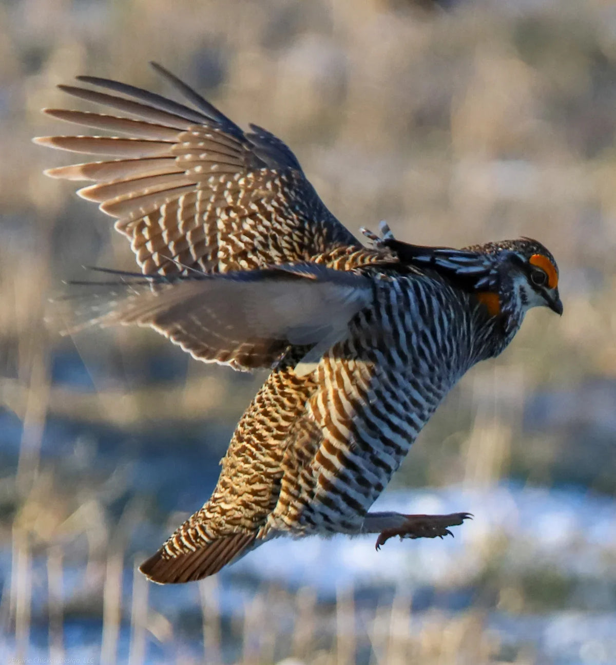 The First Prairie Chicken