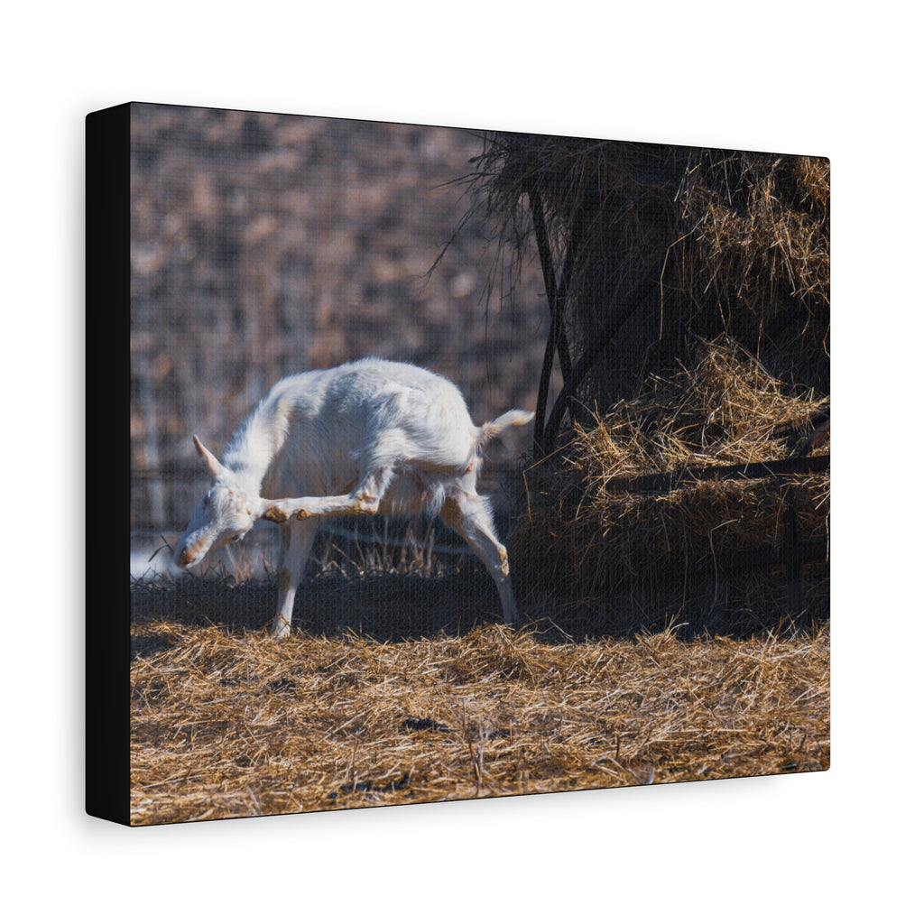 White Goat Canvas