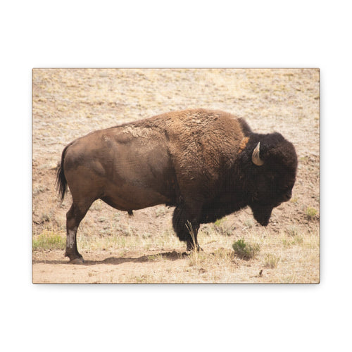 Bison canvas wall art by Printify featuring a wildlife print, matte finish, stretched on a 1.25-inch frame.