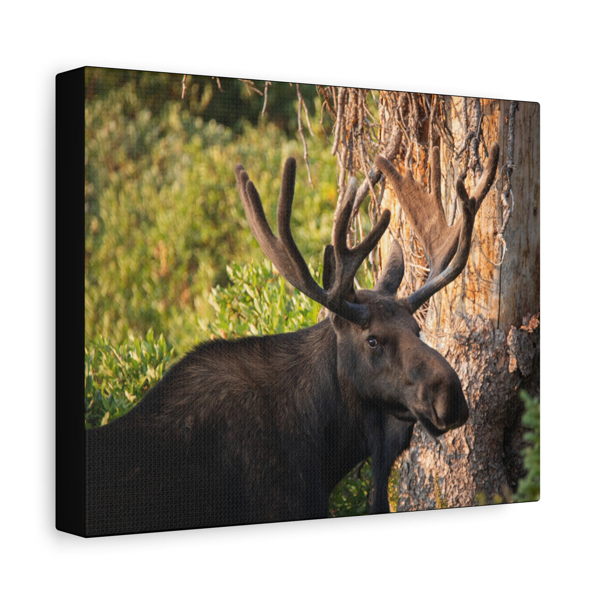 Bull Moose Antlers Canvas