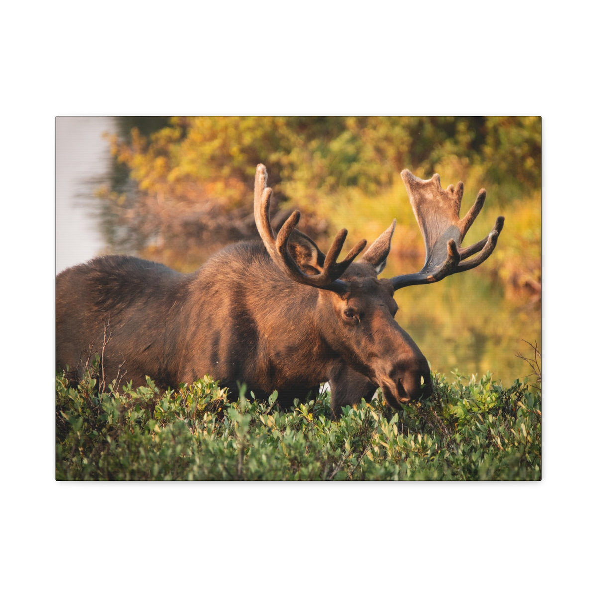 Printify Bull Moose wall art on matte canvas, featuring detailed wildlife illustration of a majestic moose head.