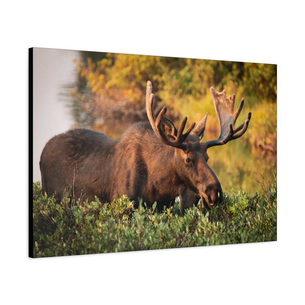 Bull Moose Wall Art Matte Canvas