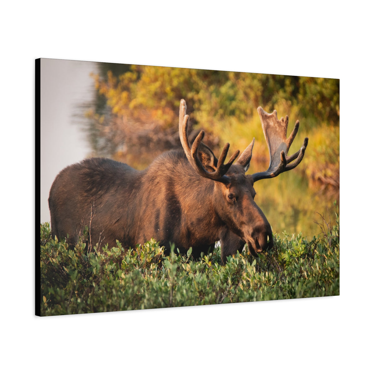 Bull Moose Wall Art Matte Canvas