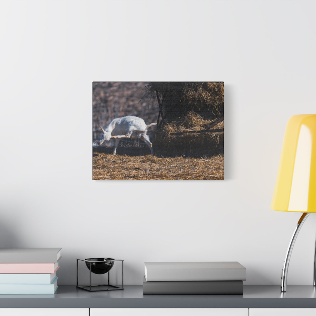 White Goat Canvas