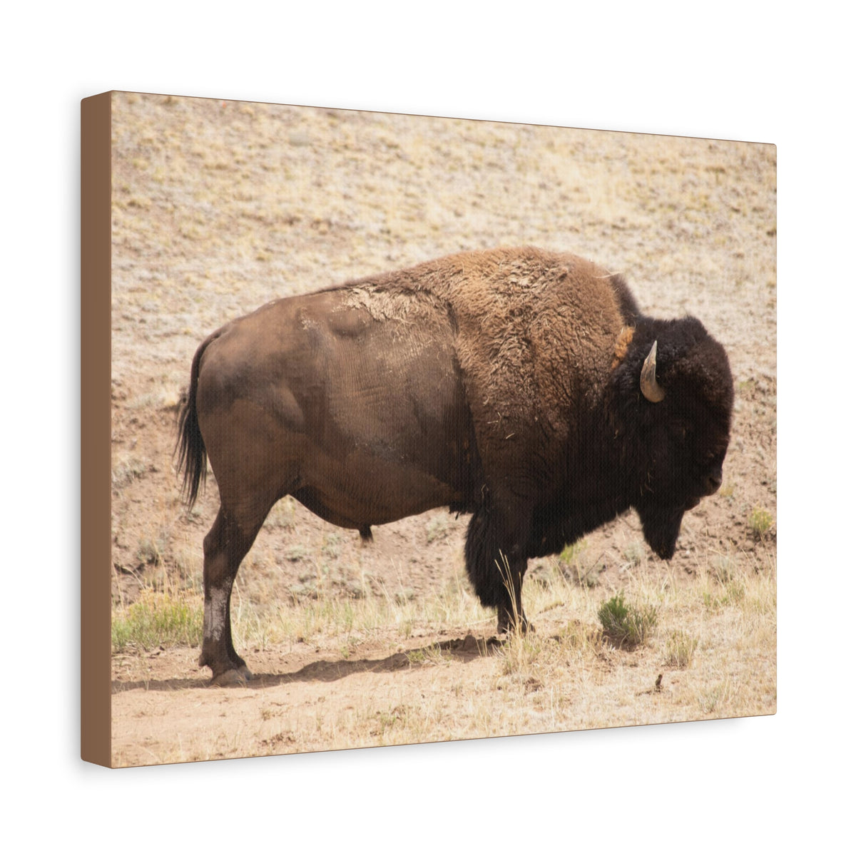 Bison Canvas Wall Art — Matte Stretched 1.25" Wildlife Print