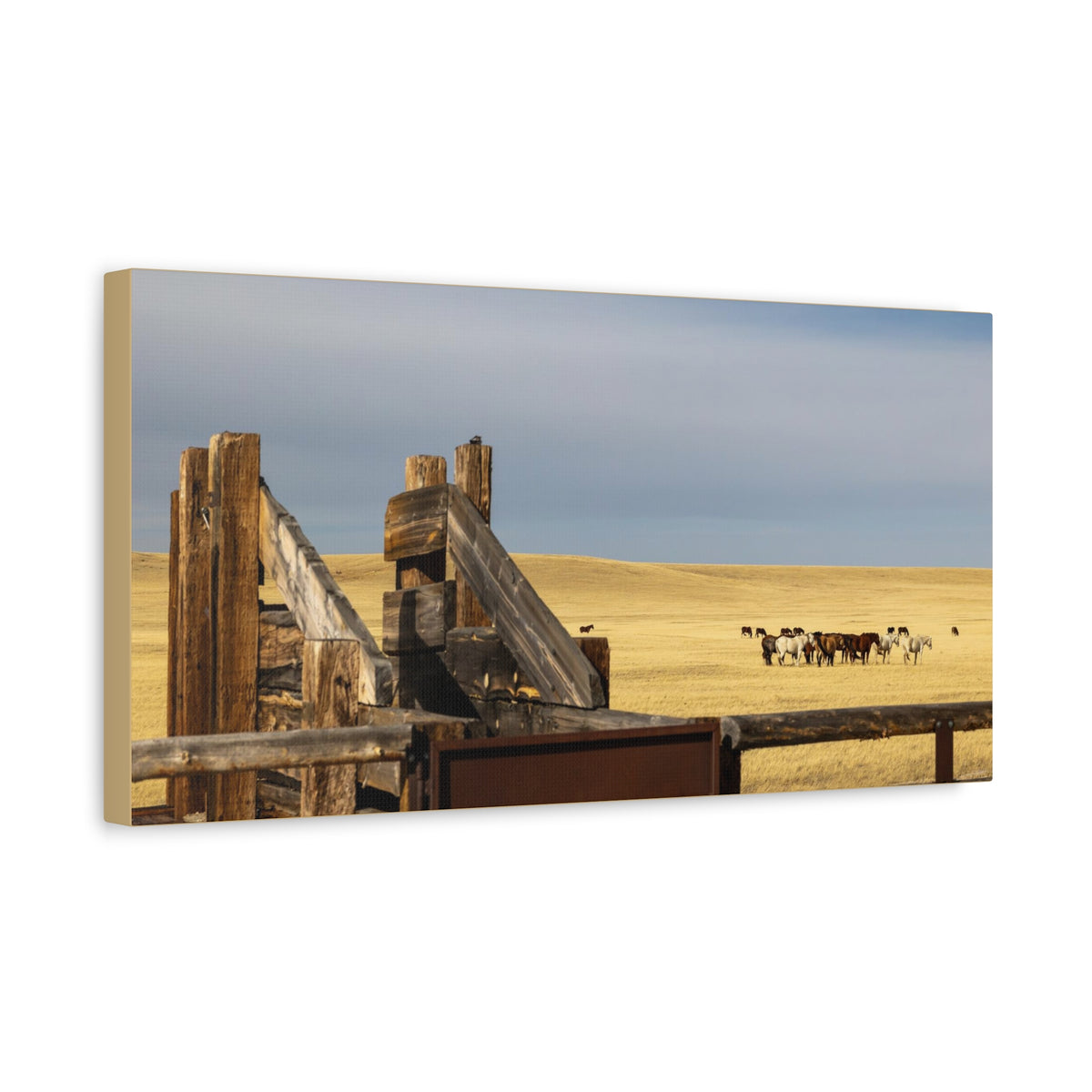 Rustic Open Range Horse Canvas Print — Stretched Matte Wall Art