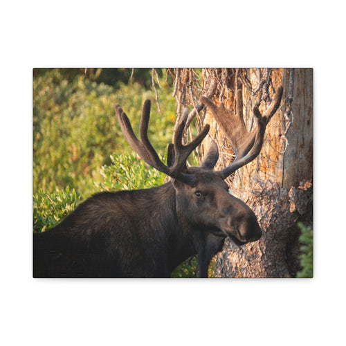 Printify Bull Moose Antlers canvas print featuring detailed artwork of majestic moose antlers on a textured canvas surface.