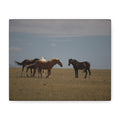 Wild Horses matte canvas wall art featuring a pastoral landscape, stretched canvas print by Printify.
