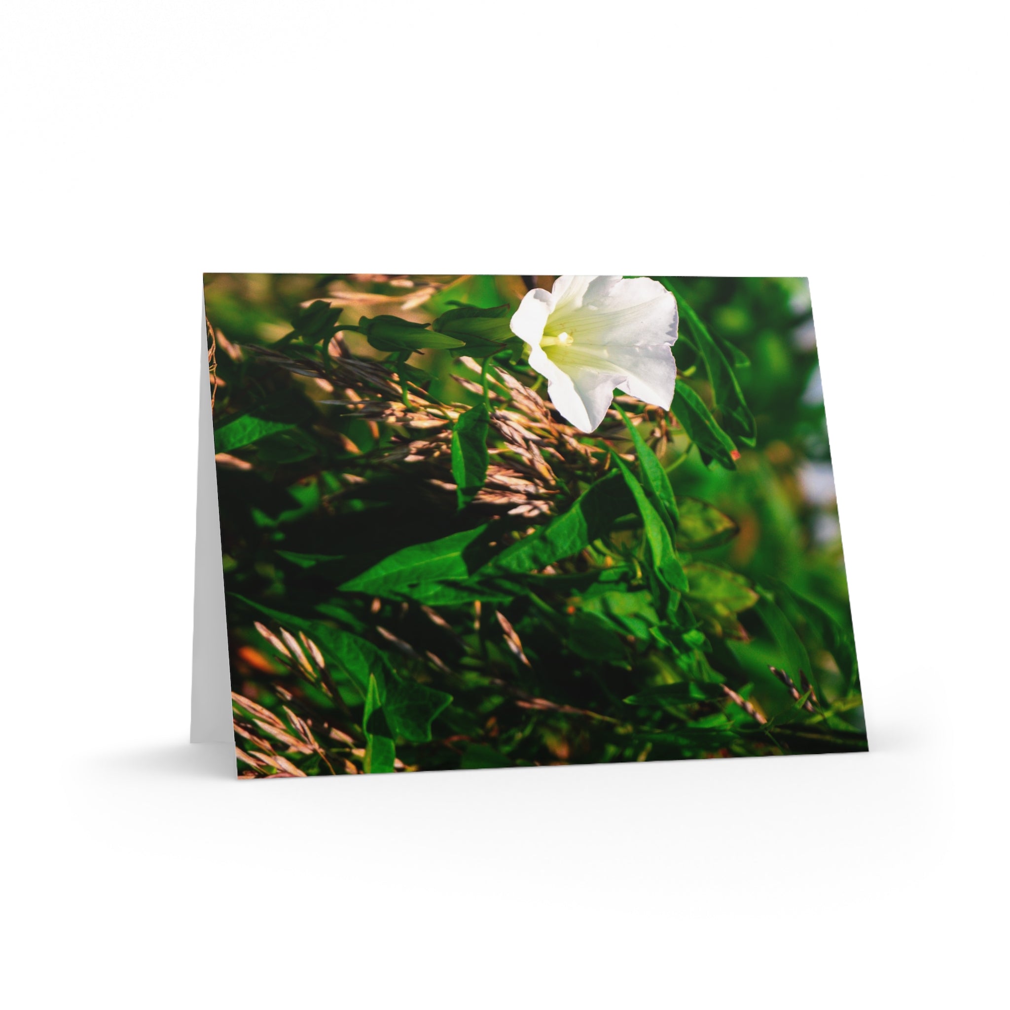 Floral White Morning Glory Greeting Cards — Pack of 8/16/24