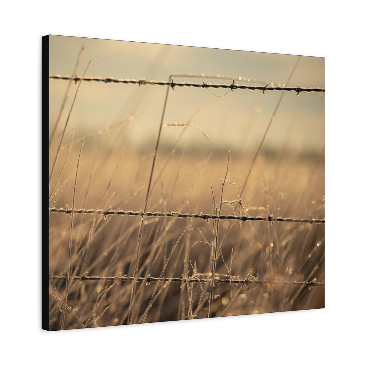 Golden Field Barbed Wire Canvas