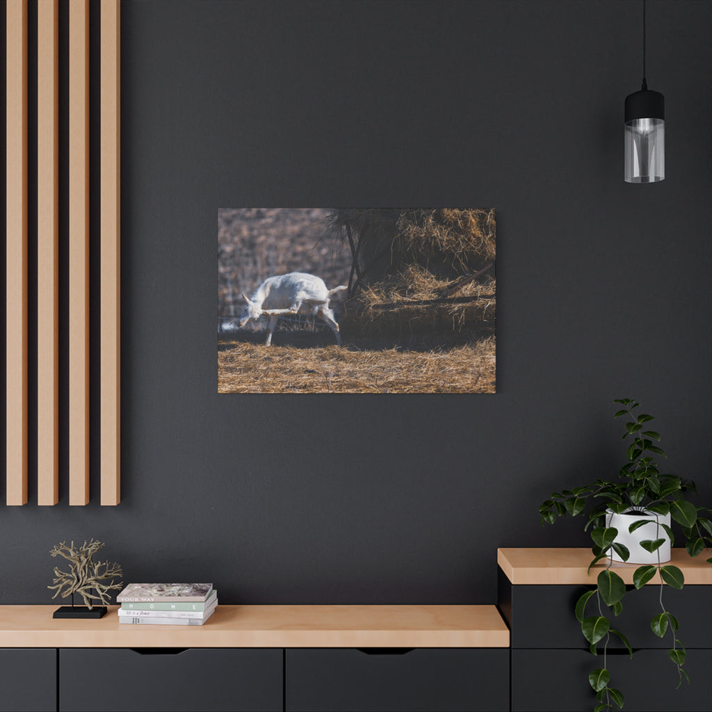 White Goat Canvas