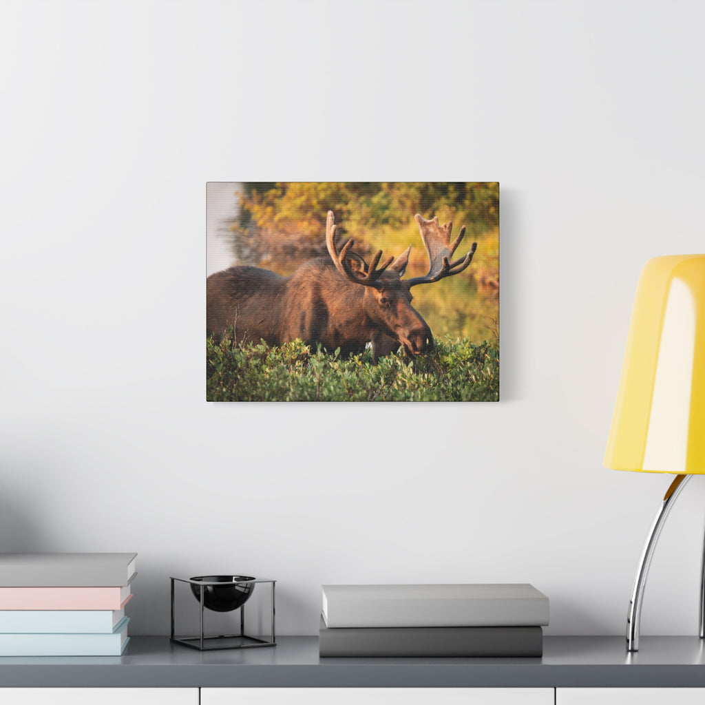 Bull Moose Wall Art Matte Canvas