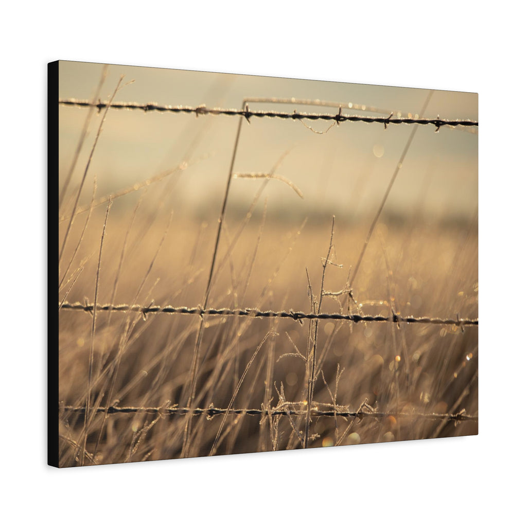 Golden Field Barbed Wire Canvas