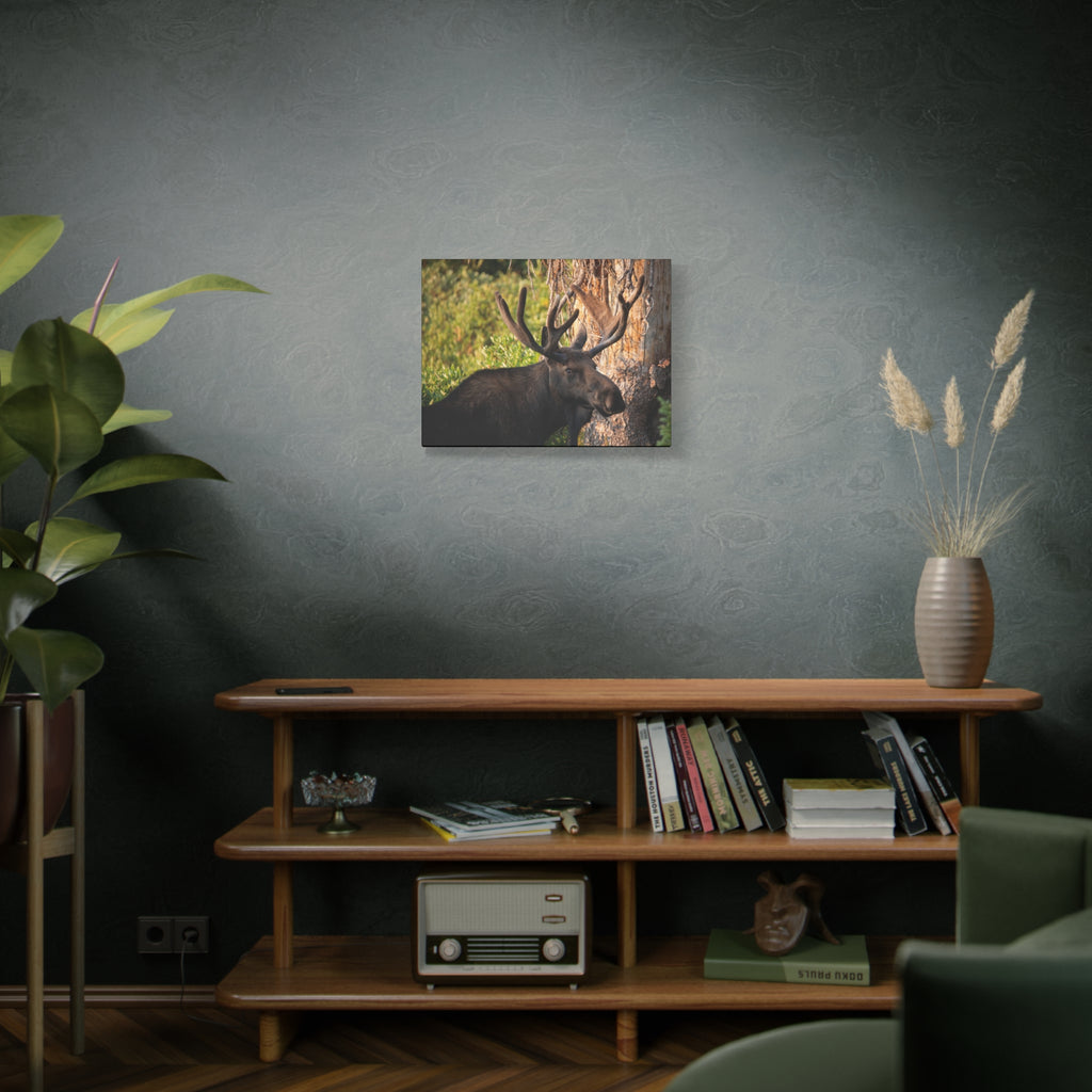 Bull Moose Antlers Canvas