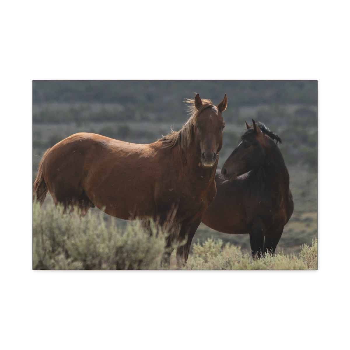 Rustic horse canvas print featuring wild mustang photography on stretched matte canvas by Printify