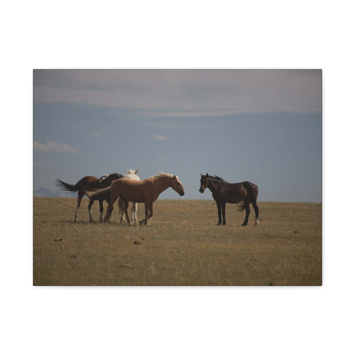 Wild Horses pastoral landscape canvas wall art by Printify, featuring a stretched matte canvas of wild horses in a natural setting.