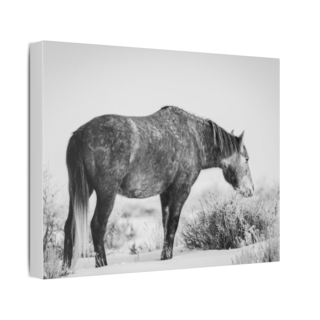 Black & White Wild Horse Canvas Print — Rustic Equestrian Wall Art