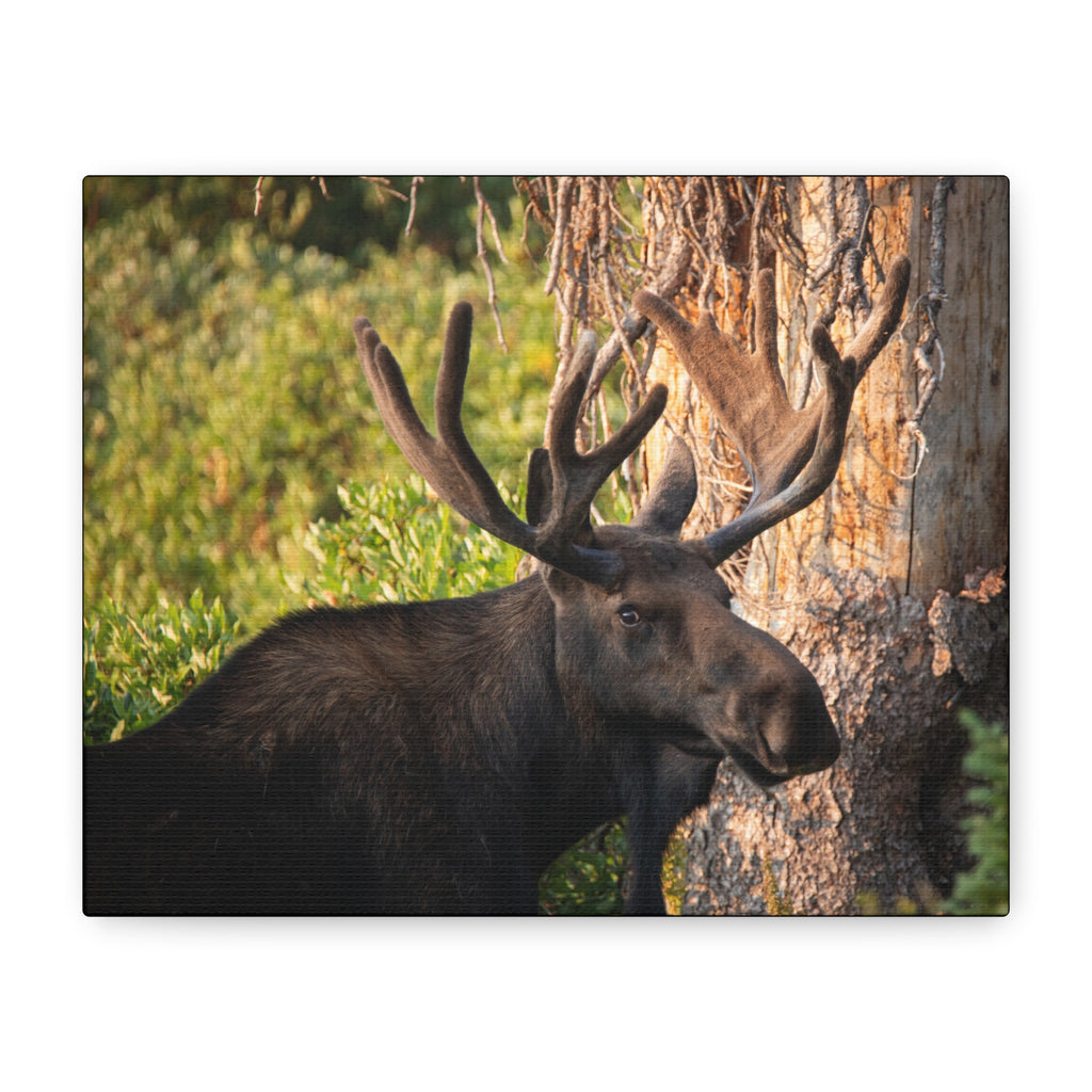 Bull Moose Antlers Canvas