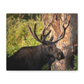 Bull Moose Antlers Canvas