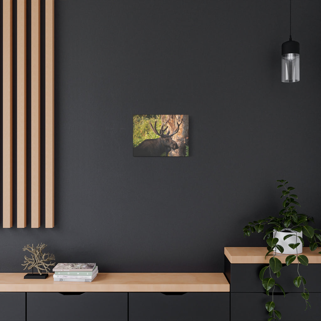 Bull Moose Antlers Canvas