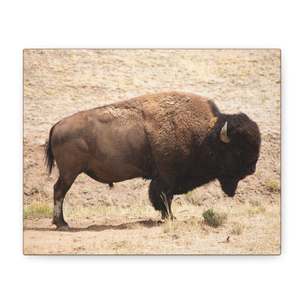 Bison Canvas Wall Art — Matte Stretched 1.25" Wildlife Print
