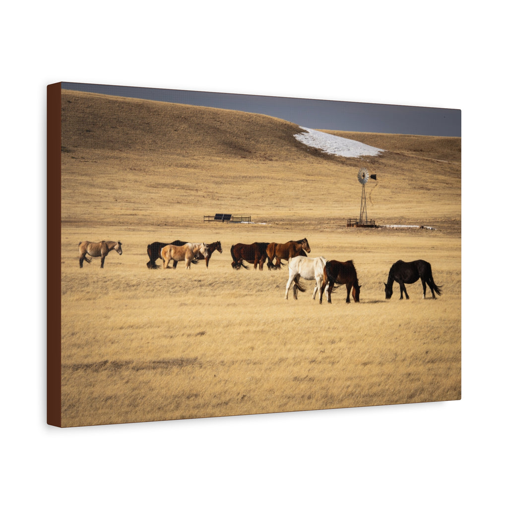 Grazing Horses Canvas Print – Rustic Prairie Wall Art (Matte Stretched 1.25")