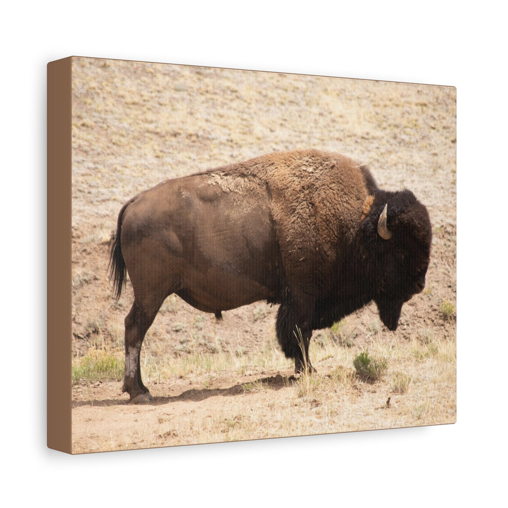 Bison Canvas Wall Art — Matte Stretched 1.25" Wildlife Print