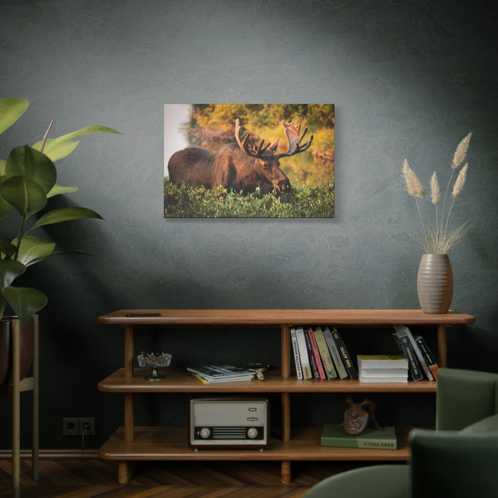 Bull Moose Wall Art Matte Canvas