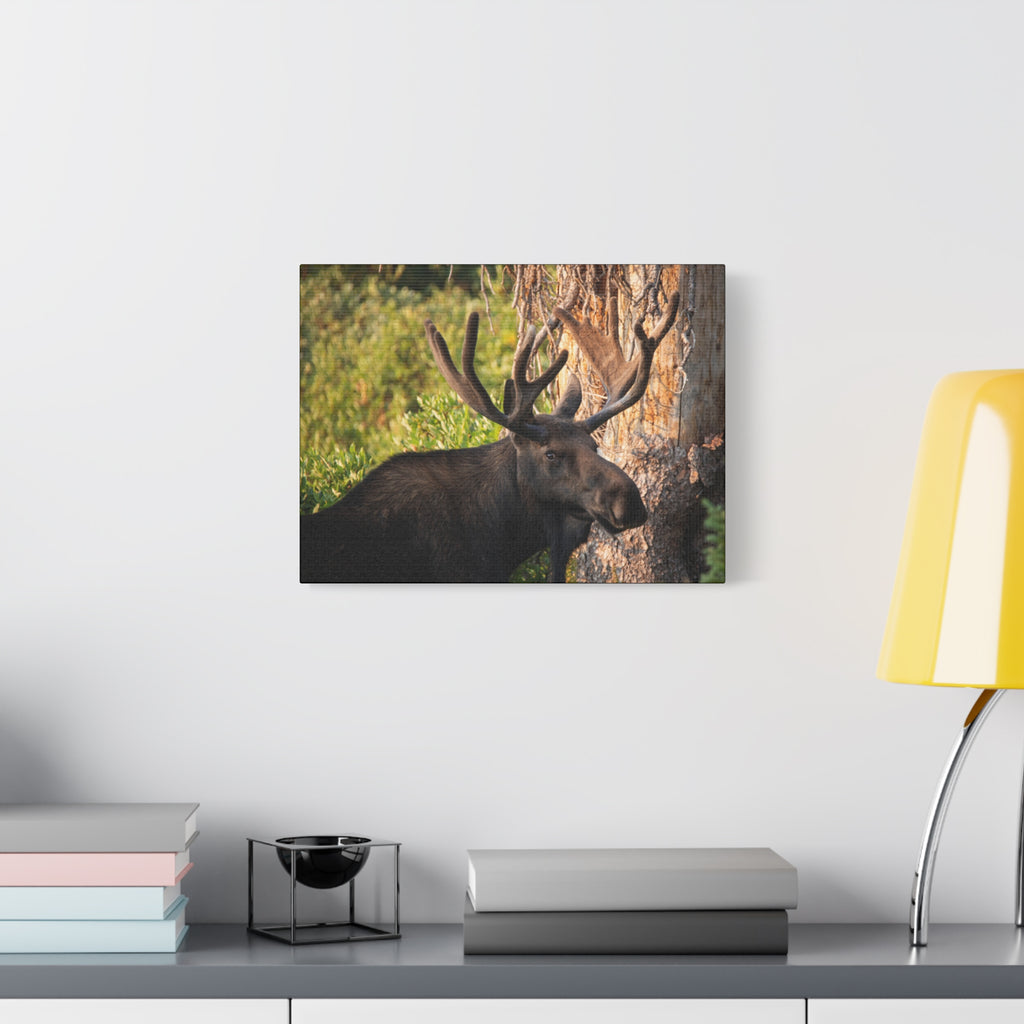 Bull Moose Antlers Canvas
