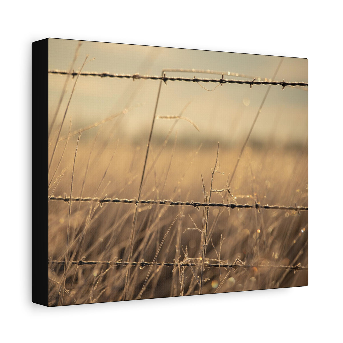 Golden Field Barbed Wire Canvas