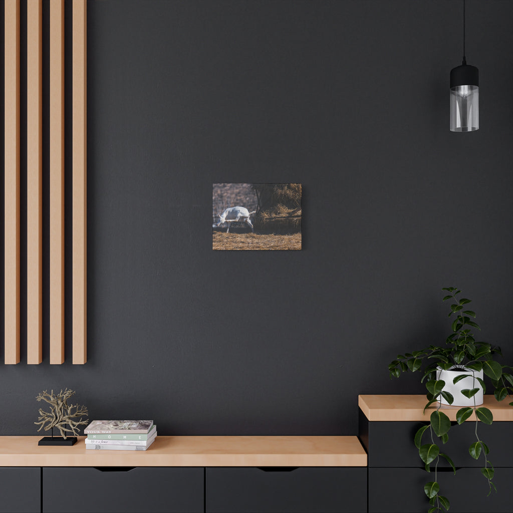 White Goat Canvas