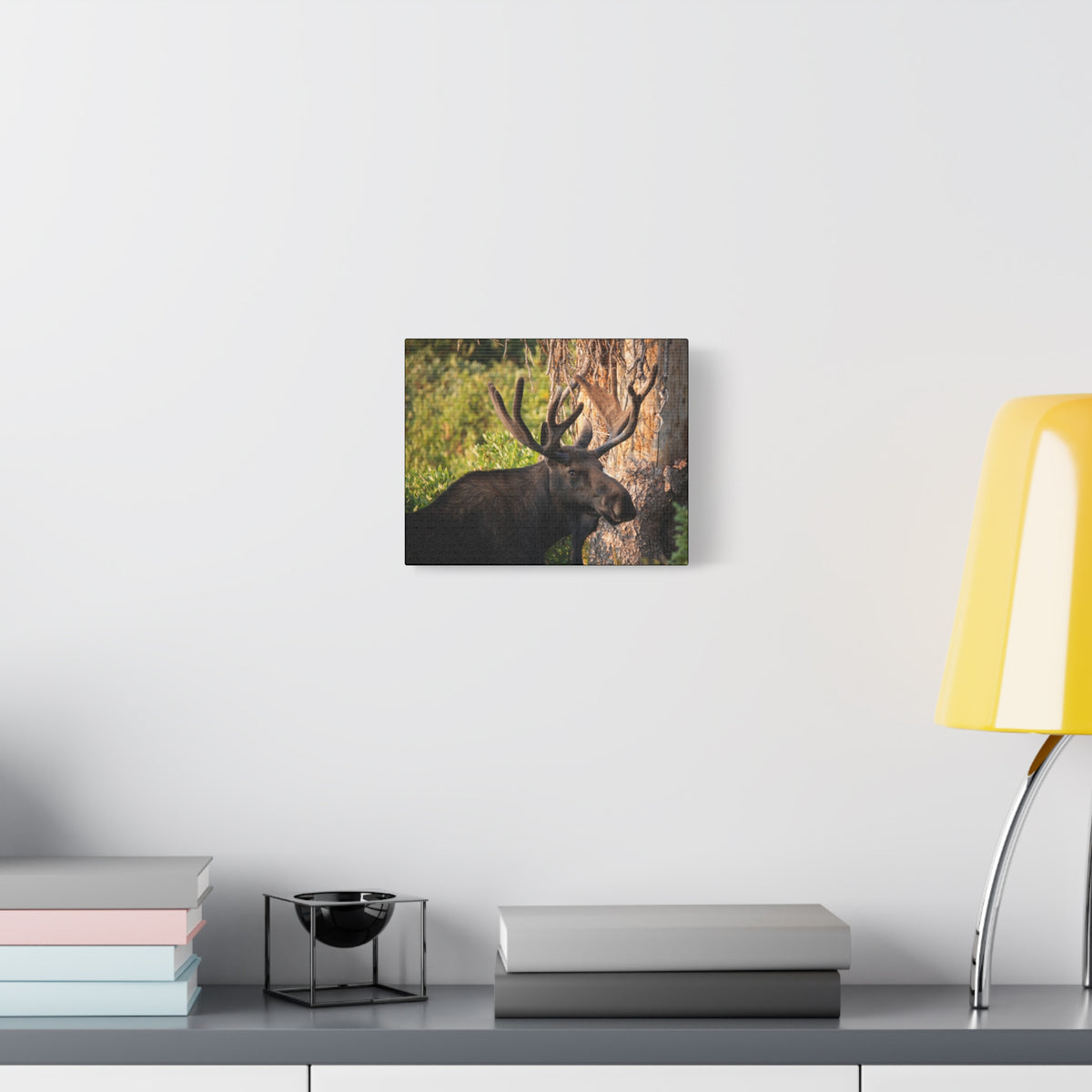 Bull Moose Antlers Canvas