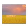 Golden Prairie Hay Bale Canvas | Matte Stretched Wall Art