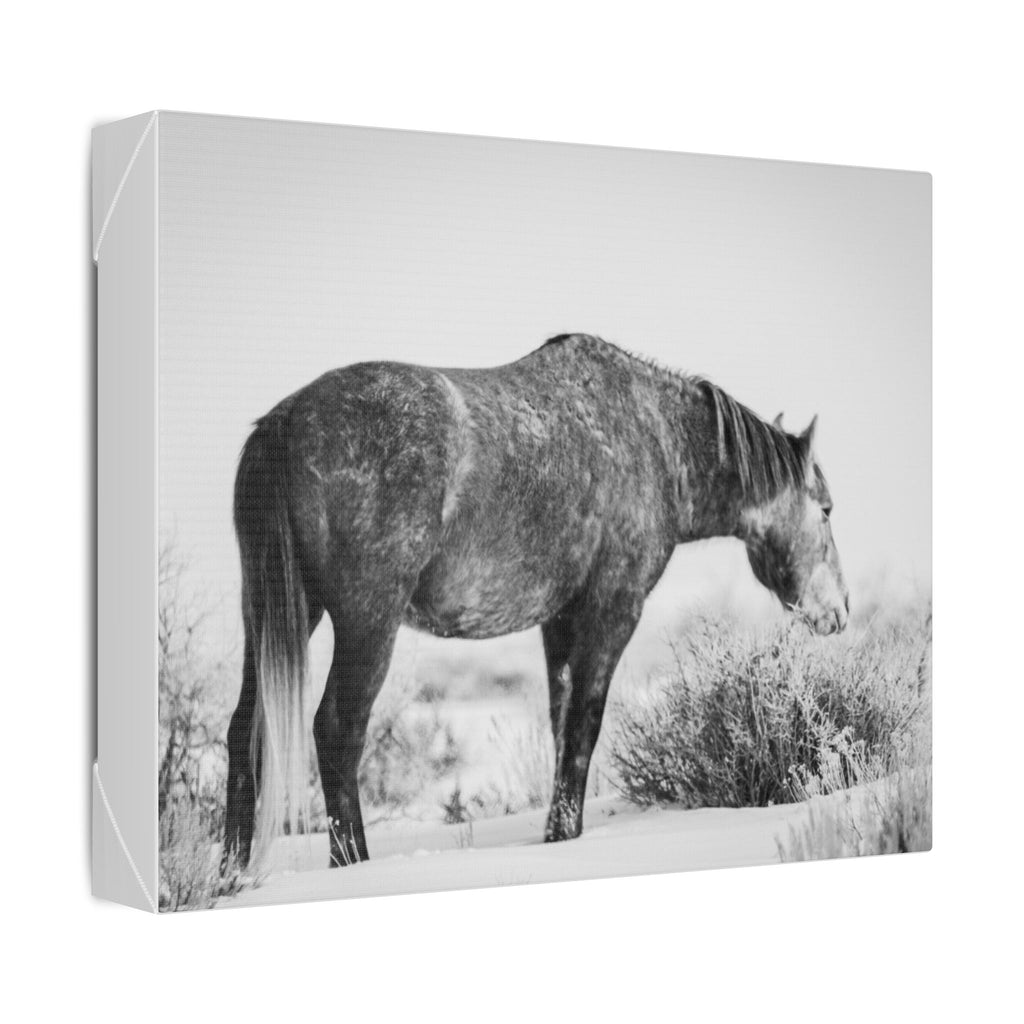 Black & White Wild Horse Canvas Print — Rustic Equestrian Wall Art