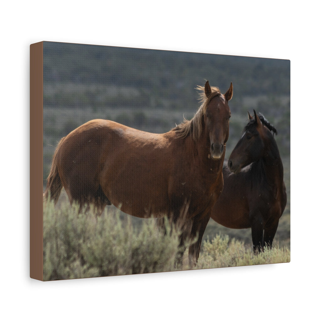 Wild Mustang Canvas Print — Rustic Horse Photography Stretched Matte Canvas