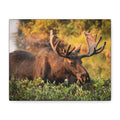 Bull Moose Wall Art Matte Canvas