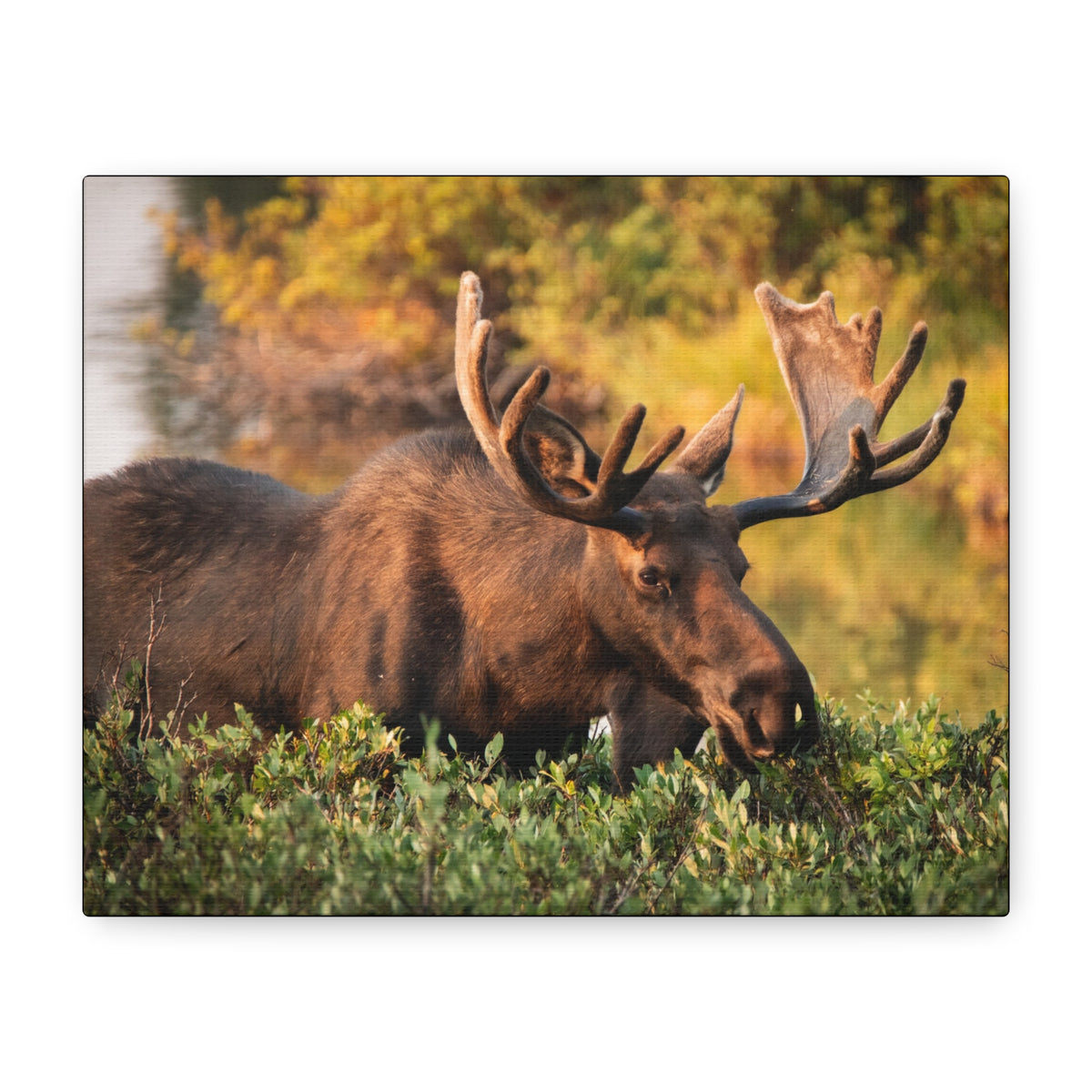 Bull Moose Wall Art Matte Canvas