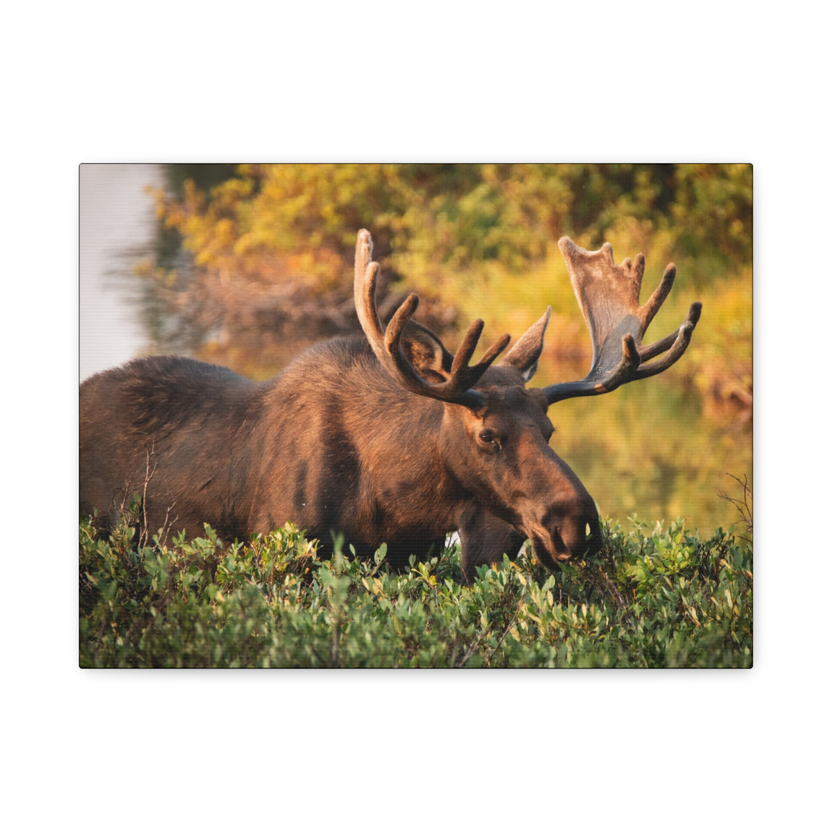 Bull Moose wall art on matte canvas by Printify, featuring a detailed moose illustration suitable for rustic decor.