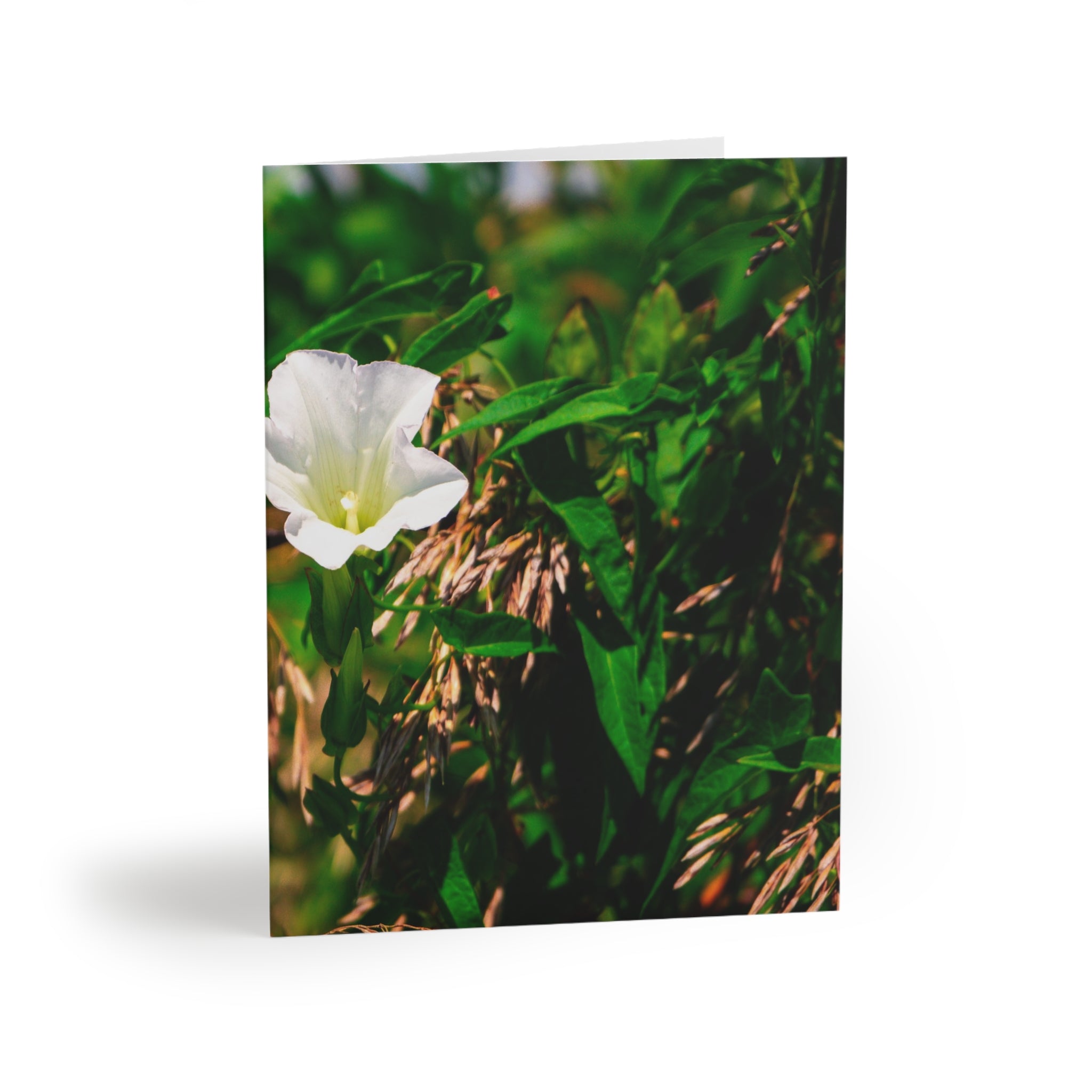 Floral White Morning Glory Greeting Cards — Pack of 8/16/24