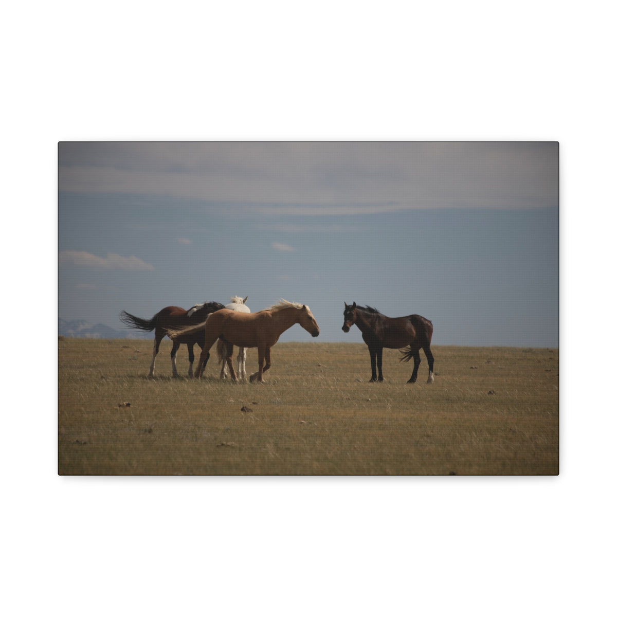 Wild Horses matte canvas wall art featuring a pastoral landscape scene, stretched on canvas for wall decor.