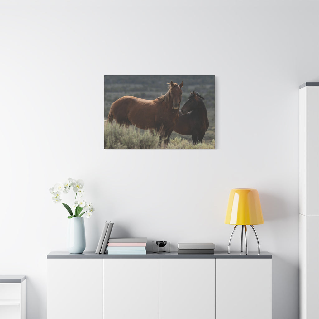Wild Mustang Canvas Print — Rustic Horse Photography Stretched Matte Canvas