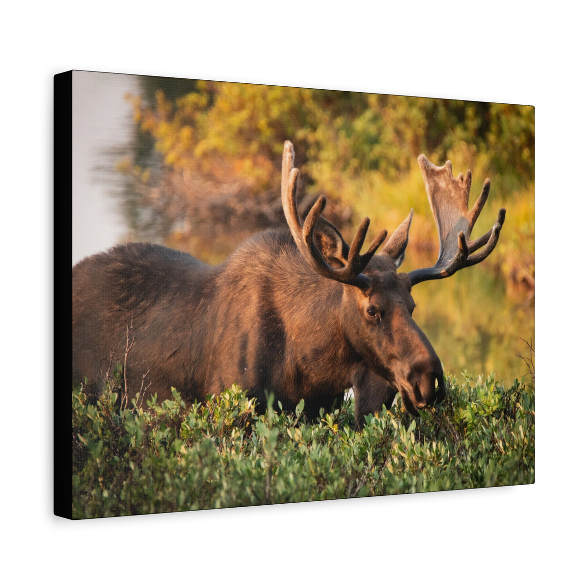 Bull Moose Wall Art Matte Canvas