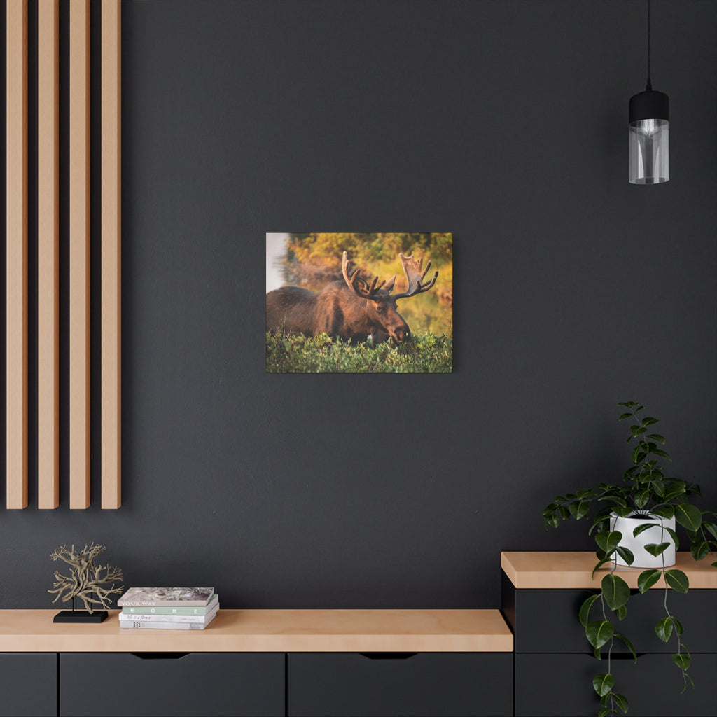 Bull Moose Wall Art Matte Canvas