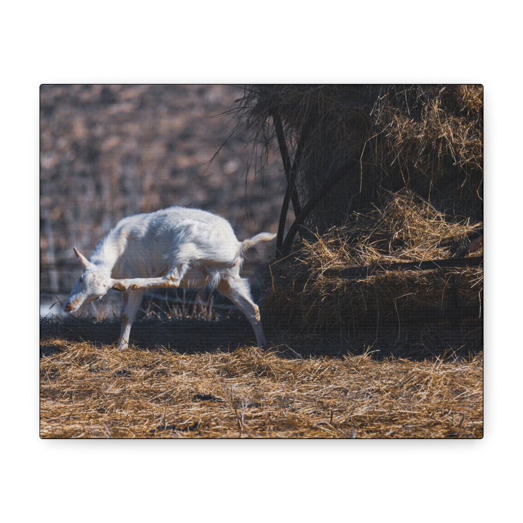 White Goat Canvas