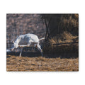 White Goat Canvas