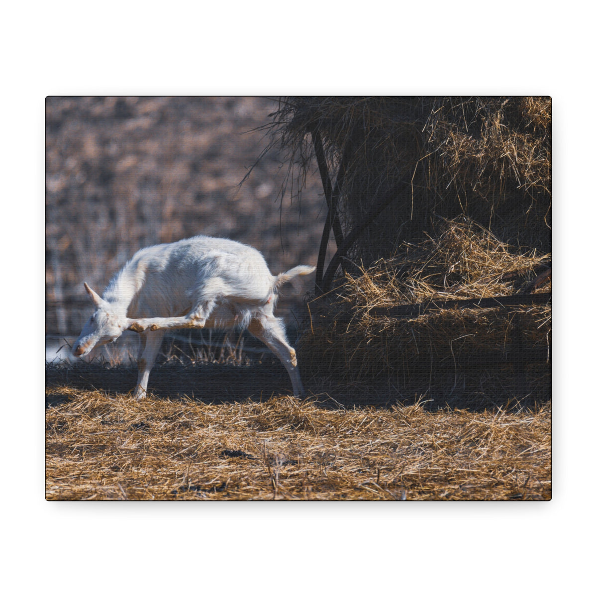 White Goat Canvas