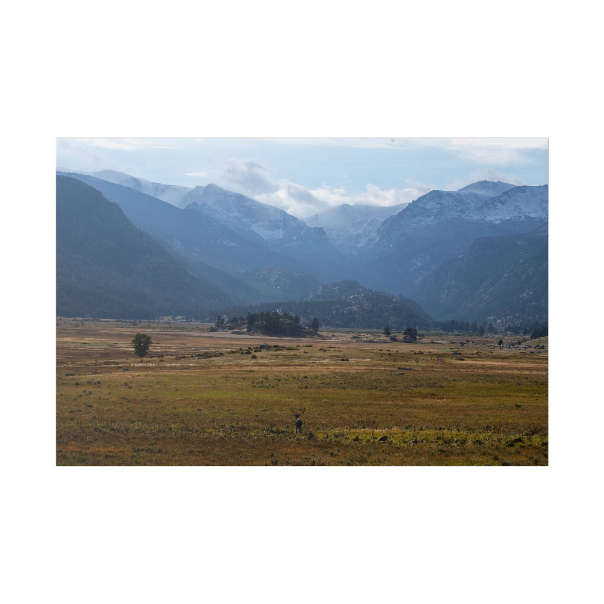 Mountain Valley Landscape Canvas Print — 'Elk in the Foreground' Stretched Wall Art