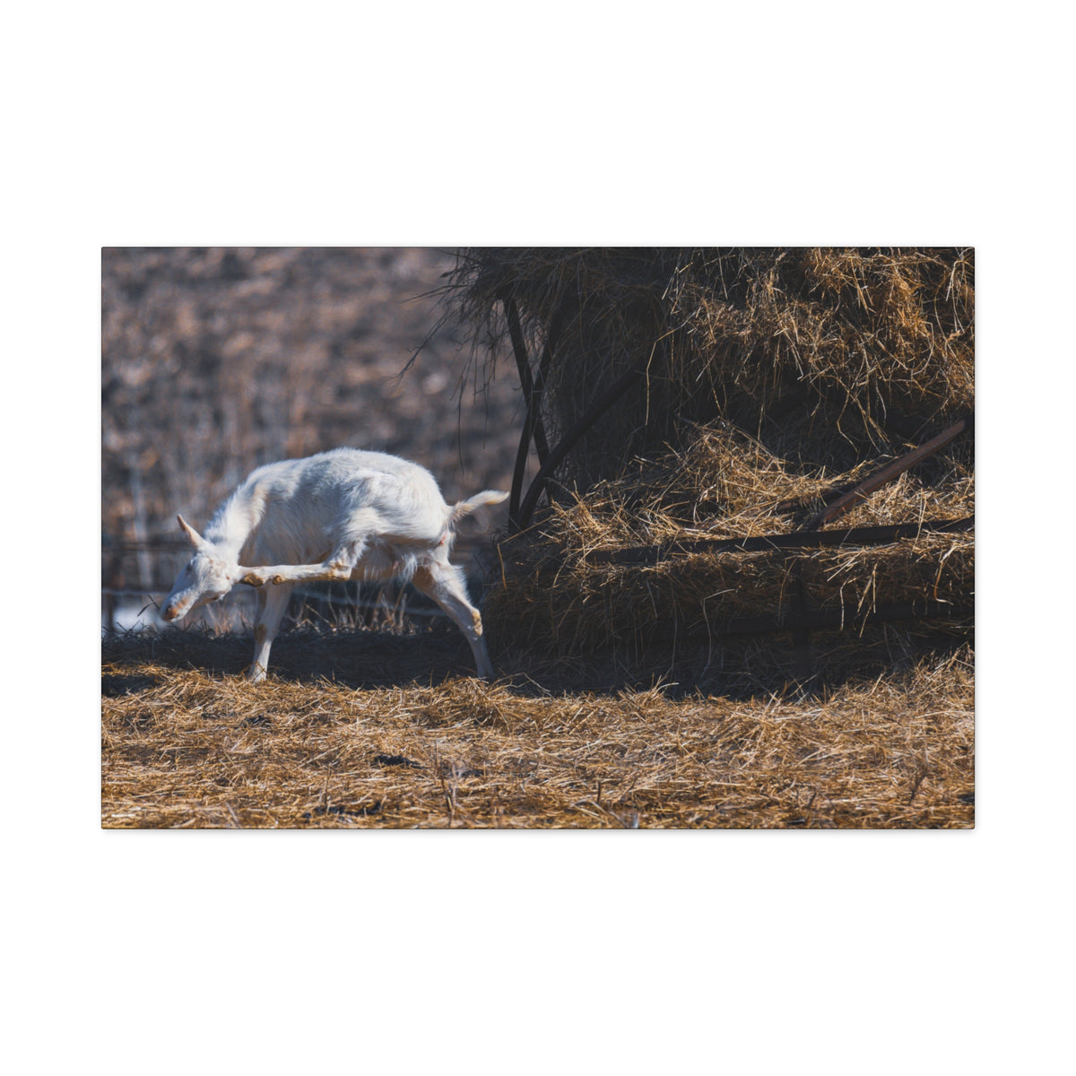 White goat canvas print by Printify featuring a realistic white goat illustration on canvas artwork.