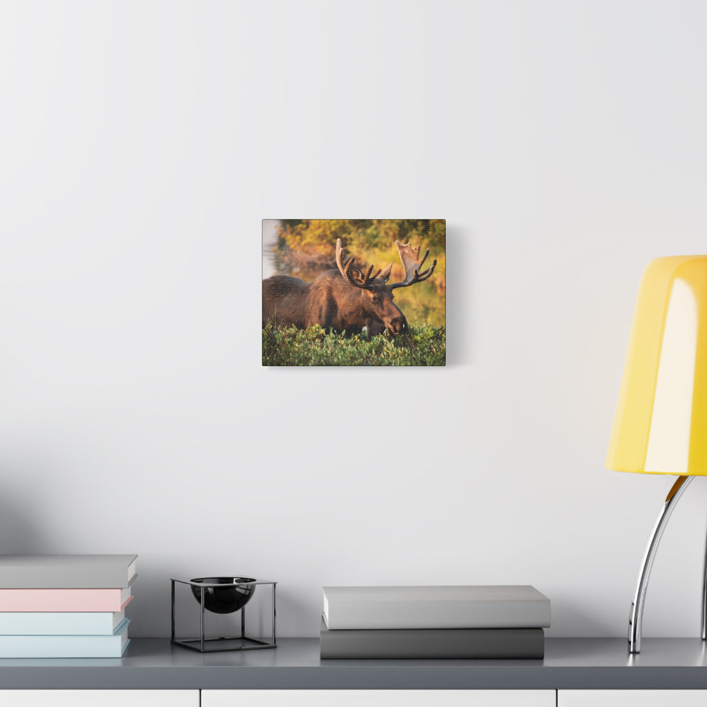 Bull Moose Wall Art Matte Canvas