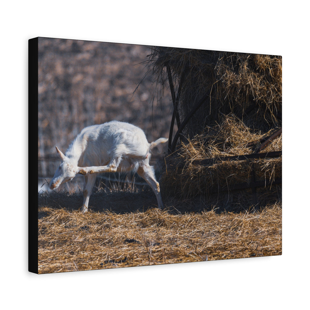 White Goat Canvas